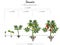 Growing stages of tomato Solanum lycopersicum