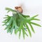 Growing Staghorn Fern from Above View