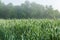 Growing stalks in a Corn Field