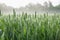 Growing stalks in a Corn Field