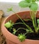 Growing strawberries on the balcony, hobby garden on the balcony