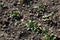 Growing strawberries on the farm in the field. double rows of growing seedlings are covered with white nonwoven fabric as protecti