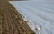 Growing strawberries on the farm in the field. double rows of growing seedlings are covered with white nonwoven fabric as protecti