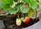 Growing Strawberries in Tropical Climates