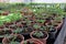 Growing strawberry in plastic pots in greenhouse