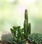 Growing succulents and cactus on defocused of natural background with space for text