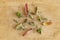Growing succulents from leaves or single leaf propagation