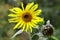 Growing Sunflower decorative close up