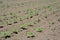 Growing sunflowers field