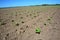 Growing sunflowers field