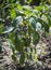 Growing sweet green peppers in garden