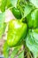 Growing sweet peppers, photo with perspective. Fresh juicy red green peppers on the branches close-up. Agriculture - large crop of