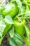 Growing sweet peppers, photo with perspective. Fresh juicy red green peppers on the branches close-up. Agriculture - large crop of