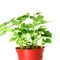 Growing sweet potato in pot on white background