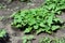 Growing sweet potatoes plant, yams in the vegatables garden