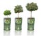 Growing tangerine trees