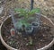 Growing Tomato`s in a 5 gallon bucket