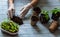 Growing tomato seedlings in a home gardening environment. Woman`s hands transplanting seedlings into eco pots, on a wooden blue