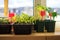 Growing tomato seedlings plants in plastic pots with soil on balcony window sill with tags labels. Urban home balcony gardening,