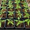 Growing tomato seedlings in reusable pots at home, close-up view, generative AI.
