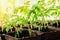 Growing tomato seedlings on the windowsill in peat pots