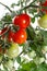 Growing tomatoes closeup