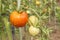 Growing tomatoes on a domestic garden. Wet tomatoes in the morning sun. Overnight rain. Ripening vegetables in a home garden.