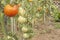 Growing tomatoes on a domestic garden. Wet tomatoes in the morning sun. Overnight rain. Ripening vegetables in a home garden.