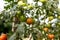 Growing tomatoes in a greenhouse