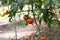 Growing tomatoes in a greenhouse