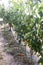 Growing tomatoes in a greenhouse