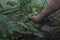 Growing tomatoes. Mans hand cuts off cuttings of tomatoes