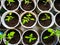 Growing tomatoes seedlings. Small tomato green plants - modern vegetable eco-production in a greenhouse
