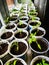 Growing tomatoes seedlings. Small tomato green plants - modern vegetable eco-production in a greenhouse