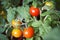 Growing tomatoes Small Ripening tomatoes   close up on a branch