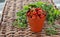 Growing Tomatoes - Terracotta Plant Pot