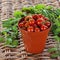 Growing Tomatoes - Terracotta Plant Pot