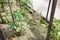 Growing tomatoes. Tomato seedlings in the greenhouse. Tying tomatoes and mulching the soil