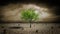 Growing tree in a desert