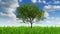 Growing tree and grass, 3d animation