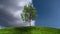Growing Tree with Timelapse Clouds