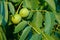 Growing on the tree unripe walnut green