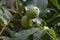 Growing on the tree unripe walnut green. The photo was taken close-up, small depth of field