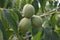 Growing on the tree unripe walnut green. The photo was taken close-up, small depth of field