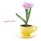 Growing tulip in a cup