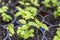 Growing two week germination pots of purple passion fruit vine sprouts, species Passiflora edulis,