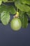 Growing unripe purple passion fruit in vine, species Passiflora edulis, commonly used as garden ornamental climber.