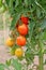 Growing unripe tomatoes at a farm.