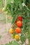 Growing unripe tomatoes at a farm.