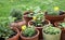 Growing vegetable, herbs and aromatic plants in decorative pots